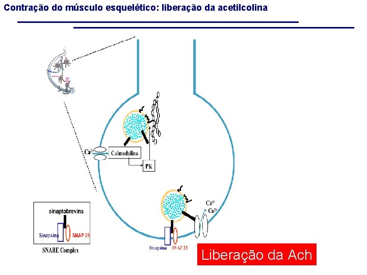 Contração do músculo esquelético: liberação da acetilcolina Liberação da Ach 