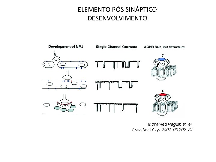 ELEMENTO PÓS SINÁPTICO DESENVOLVIMENTO Mohamed Naguib et. al Anesthesiology 2002; 96: 202– 31 