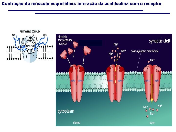 Contração do músculo esquelético: interação da acetilcolina com o receptor 