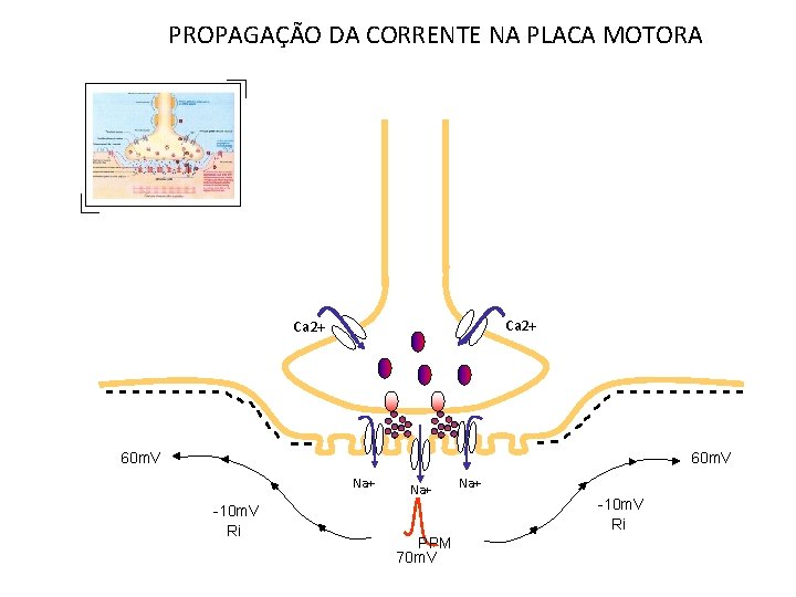 PROPAGAÇÃO DA CORRENTE NA PLACA MOTORA Ca 2+ 60 m. V Na+ -10 m.