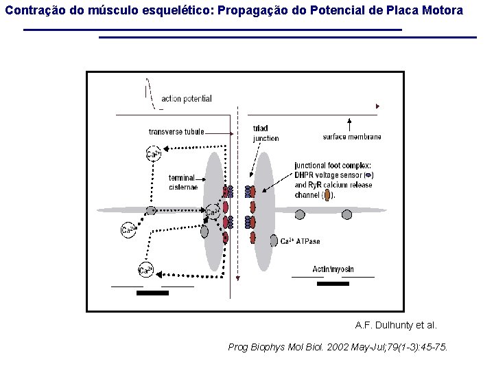 Contração do músculo esquelético: Propagação do Potencial de Placa Motora A. F. Dulhunty et