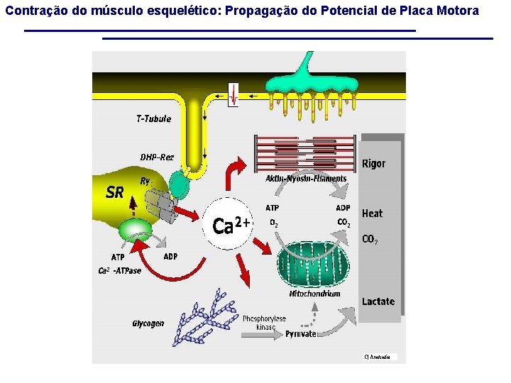 Contração do músculo esquelético: Propagação do Potencial de Placa Motora 