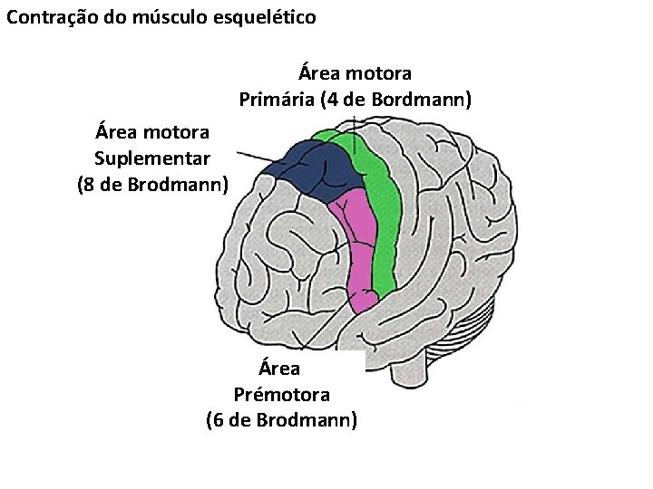 Contração do músculo esquelético Área motora Primária (4 de Bordmann) Área motora Suplementar (8