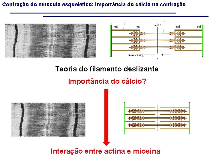 Contração do músculo esquelético: Importância do cálcio na contração Teoria do filamento deslizante Importância