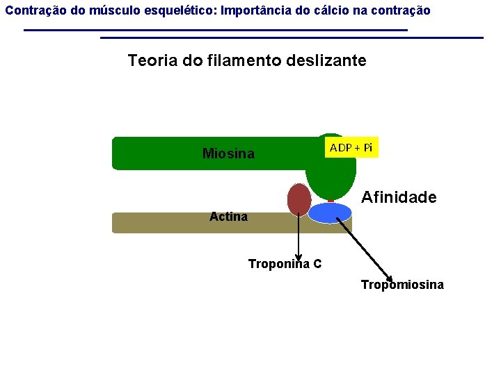 Contração do músculo esquelético: Importância do cálcio na contração Teoria do filamento deslizante Miosina