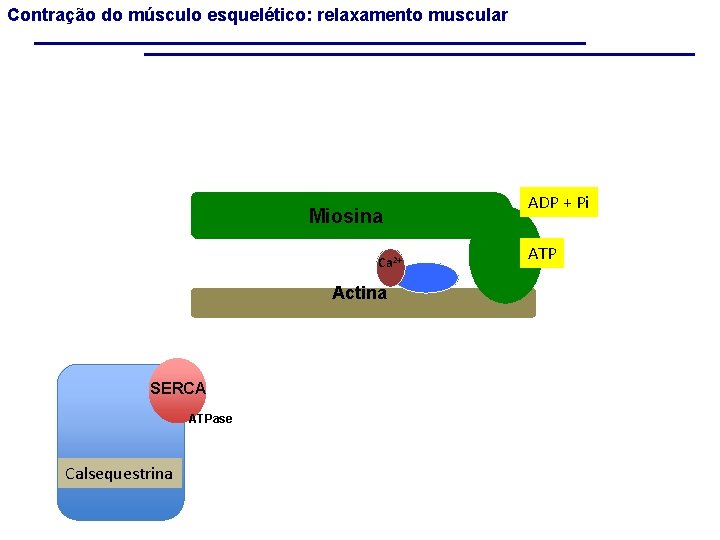 Contração do músculo esquelético: relaxamento muscular Miosina Ca 2+ Actina SERCA ATPase Calsequestrina ADP