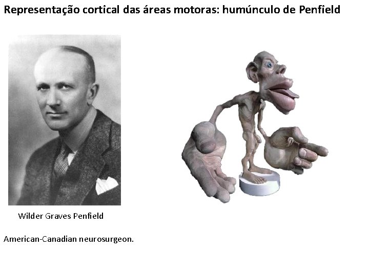 Representação cortical das áreas motoras: humúnculo de Penfield Wilder Graves Penfield American-Canadian neurosurgeon. 