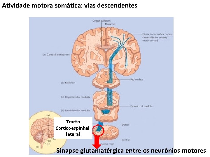 Atividade motora somática: vias descendentes Tracto Corticoespinhal lateral Sinapse glutamatérgica entre os neurônios motores