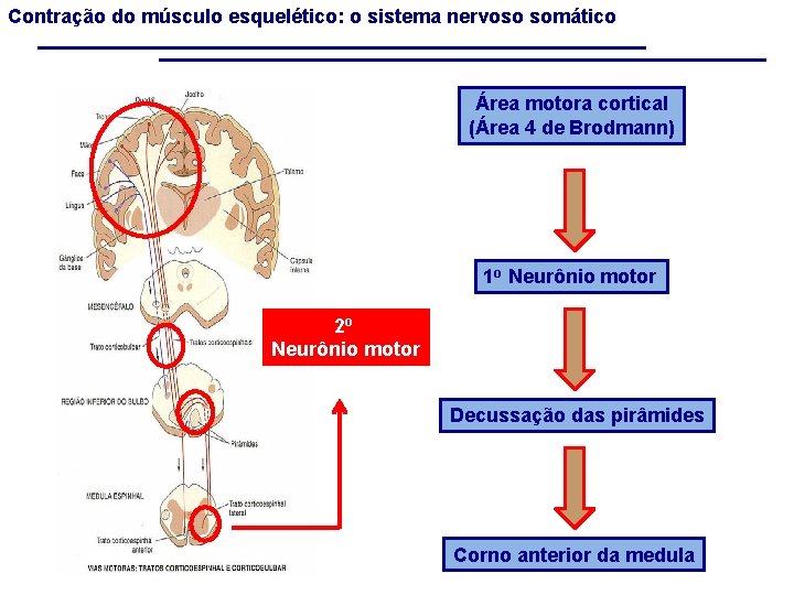 Contração do músculo esquelético: o sistema nervoso somático Área motora cortical (Área 4 de