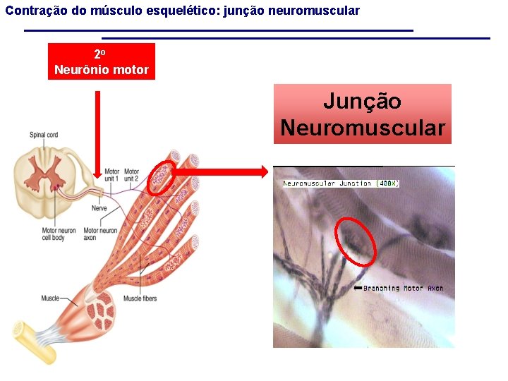 Contração do músculo esquelético: junção neuromuscular 2 o Neurônio motor Junção Neuromuscular 