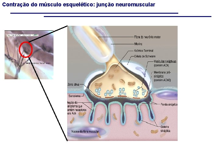Contração do músculo esquelético: junção neuromuscular 