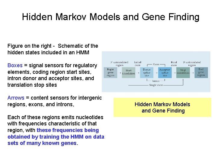 Hidden Markov Models and Gene Finding Figure on the right - Schematic of the