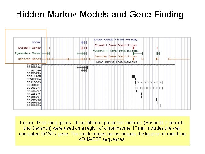 Hidden Markov Models and Gene Finding Figure. Predicting genes. Three different prediction methods (Ensembl,