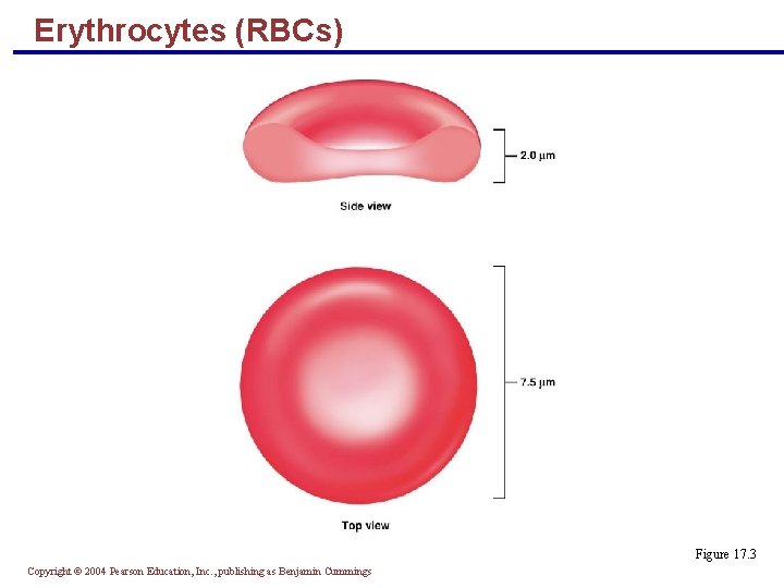 Erythrocytes (RBCs) Figure 17. 3 Copyright © 2004 Pearson Education, Inc. , publishing as