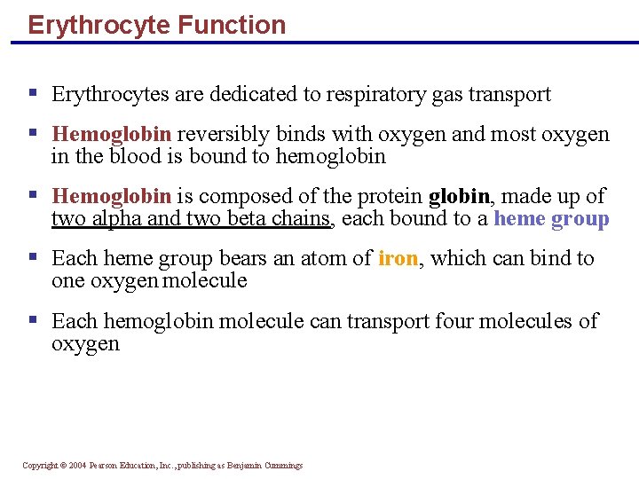 Erythrocyte Function § Erythrocytes are dedicated to respiratory gas transport § Hemoglobin reversibly binds