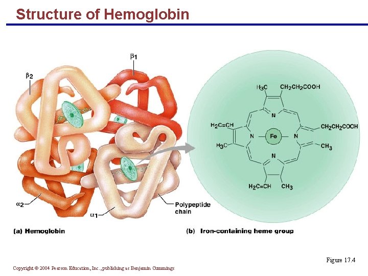 Structure of Hemoglobin Figure 17. 4 Copyright © 2004 Pearson Education, Inc. , publishing