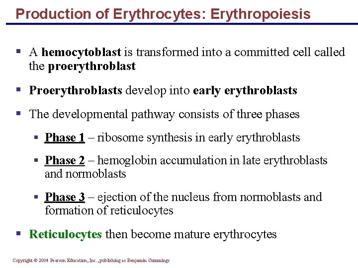 Production of Erythrocytes: Erythropoiesis § A hemocytoblast is transformed into a committed cell called