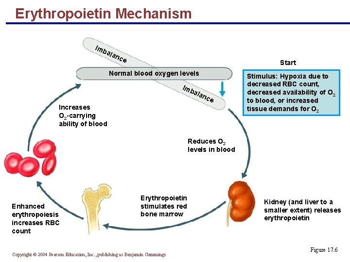 Erythropoietin Mechanism Imb ala nce Start Normal blood oxygen levels Imb ala nce Increases