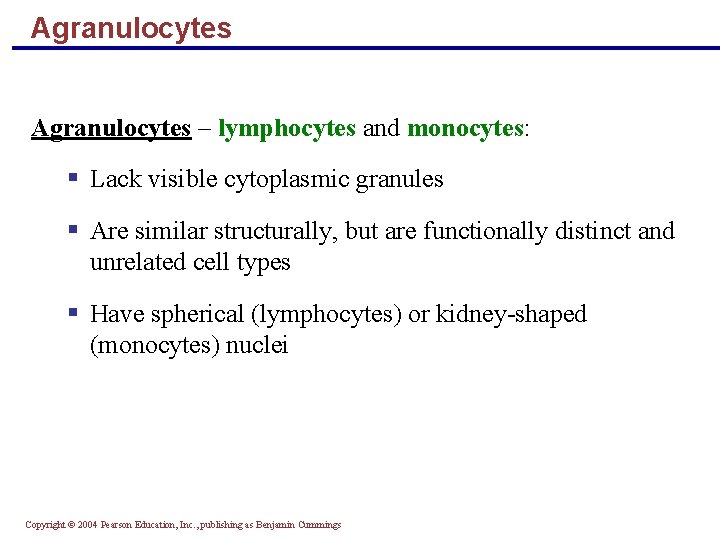 Agranulocytes – lymphocytes and monocytes: § Lack visible cytoplasmic granules § Are similar structurally,