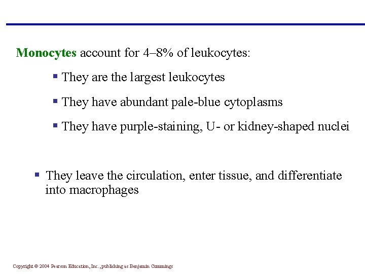Monocytes account for 4– 8% of leukocytes: § They are the largest leukocytes §