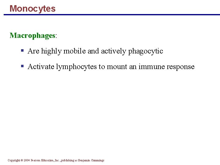 Monocytes Macrophages: § Are highly mobile and actively phagocytic § Activate lymphocytes to mount