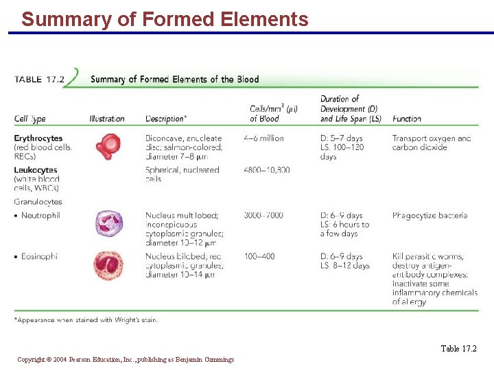 Summary of Formed Elements Table 17. 2 Copyright © 2004 Pearson Education, Inc. ,