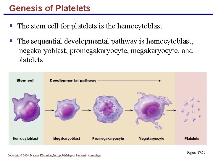 Genesis of Platelets § The stem cell for platelets is the hemocytoblast § The