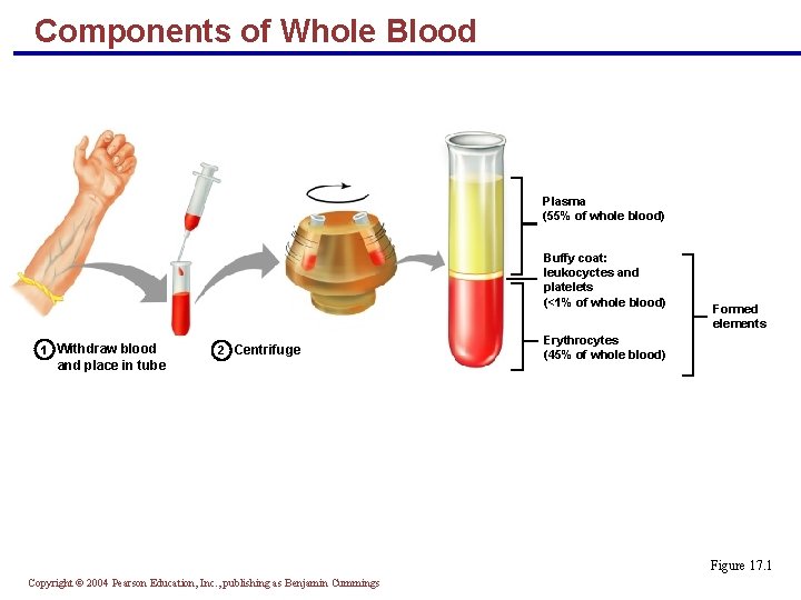 Components of Whole Blood Plasma (55% of whole blood) Buffy coat: leukocyctes and platelets