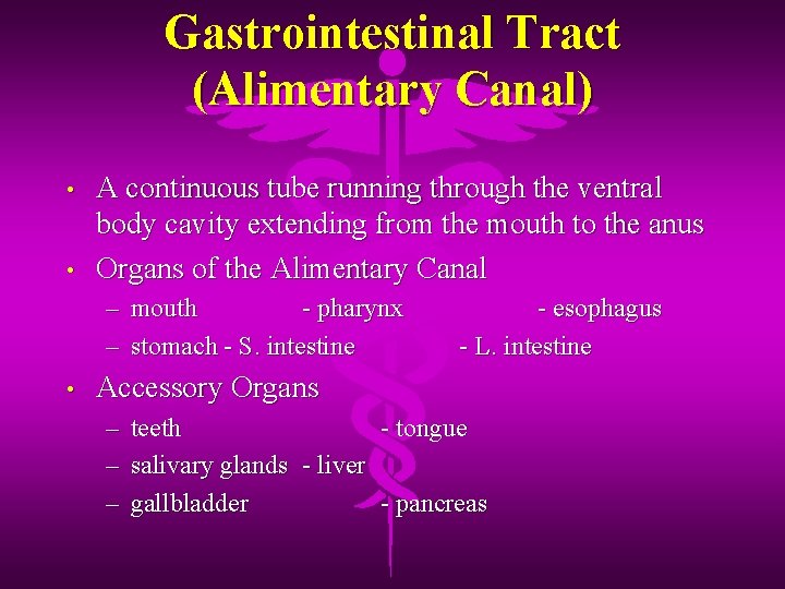 Gastrointestinal Tract (Alimentary Canal) • • A continuous tube running through the ventral body