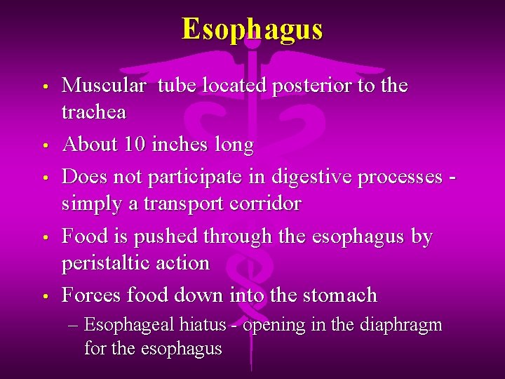 Esophagus • • • Muscular tube located posterior to the trachea About 10 inches