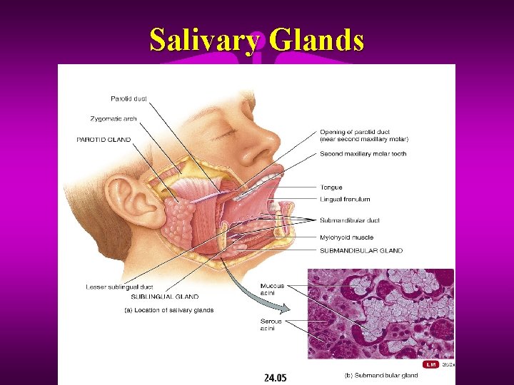 Salivary Glands 