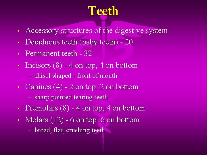 Teeth • • Accessory structures of the digestive system Deciduous teeth (baby teeth) -