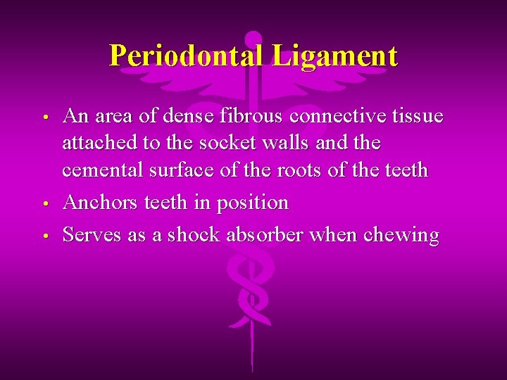 Periodontal Ligament • • • An area of dense fibrous connective tissue attached to