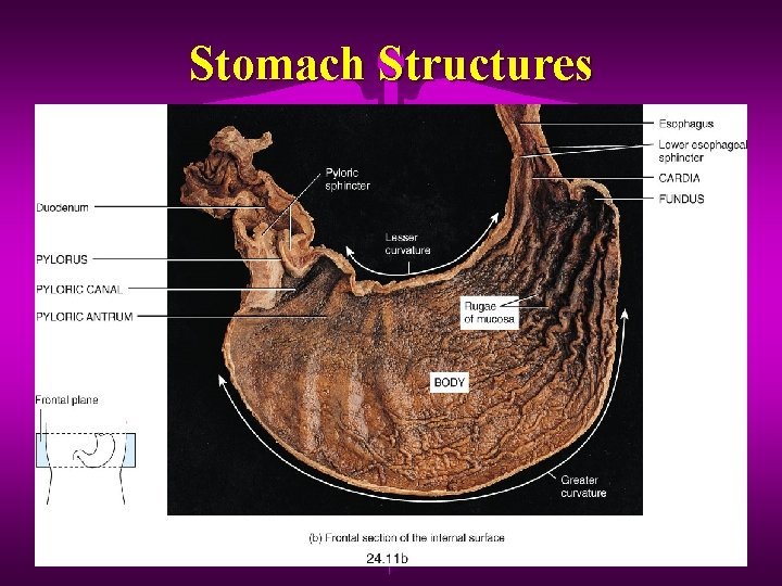 Stomach Structures 