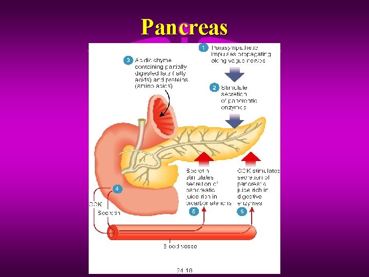 Pancreas 