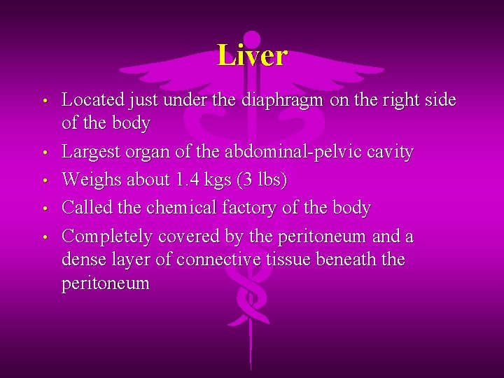 Liver • • • Located just under the diaphragm on the right side of