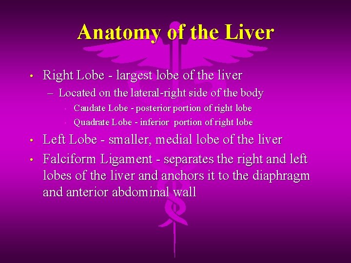 Anatomy of the Liver • Right Lobe - largest lobe of the liver –