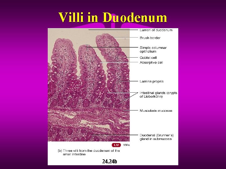 Villi in Duodenum 