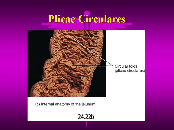 Plicae Circulares 