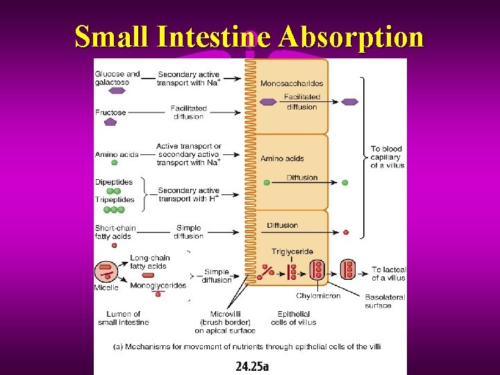 Small Intestine Absorption 