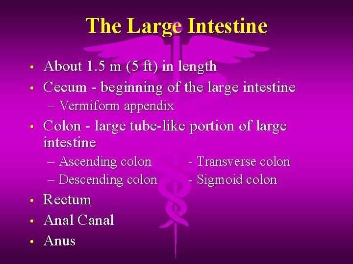 The Large Intestine • • About 1. 5 m (5 ft) in length Cecum