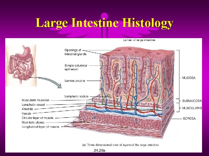 Large Intestine Histology 