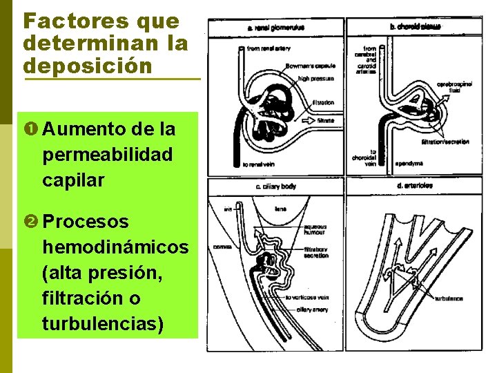 Factores que determinan la deposición Aumento de la permeabilidad capilar Procesos hemodinámicos (alta presión,