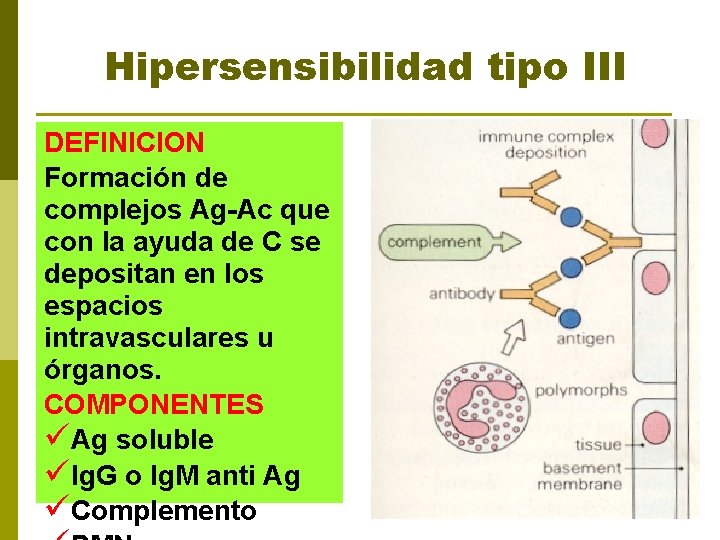 Hipersensibilidad tipo III DEFINICION Formación de complejos Ag-Ac que con la ayuda de C