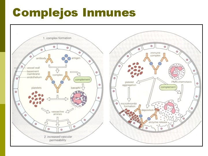 Complejos Inmunes 