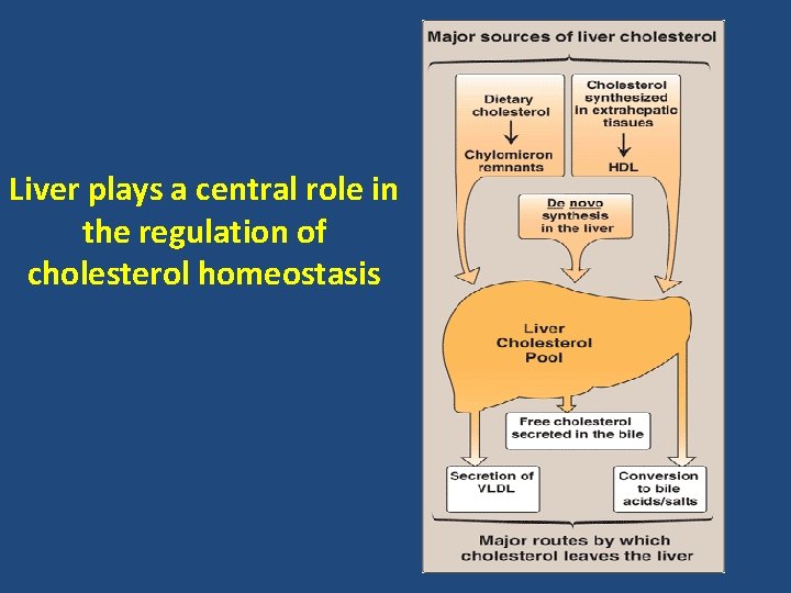 Liver plays a central role in the regulation of cholesterol homeostasis 