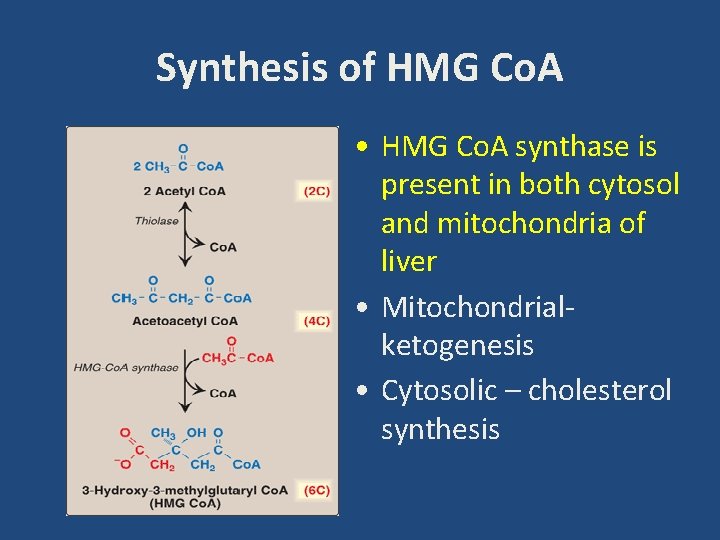 Synthesis of HMG Co. A • HMG Co. A synthase is present in both