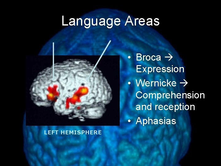 Language Areas • Broca Expression • Wernicke Comprehension and reception • Aphasias LEFT HEMISPHERE