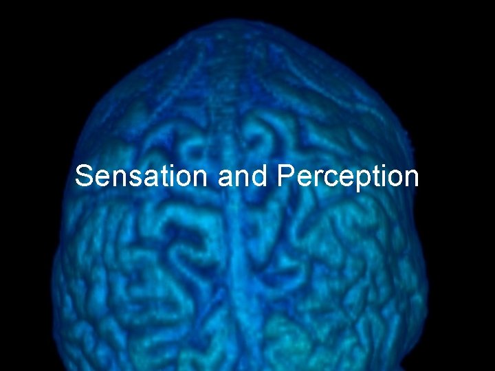 Sensation and Perception 