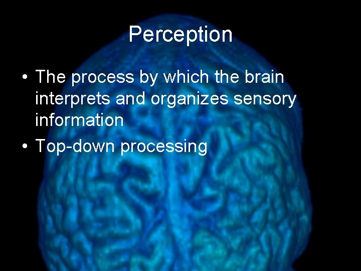 Perception • The process by which the brain interprets and organizes sensory information •